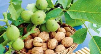Собирать грецкие орехи по соннику В сне видеть грецкий орех дерева