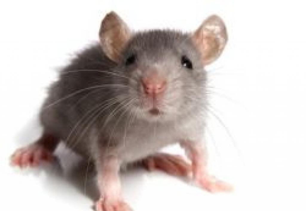 К чему снятся маленькие мыши различных окрасов?